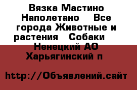 Вязка Мастино Наполетано  - Все города Животные и растения » Собаки   . Ненецкий АО,Харьягинский п.